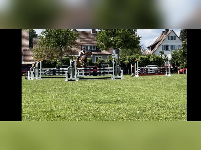 Holsteiner Hongre 15 Ans 175 cm Bai in Gilserberg