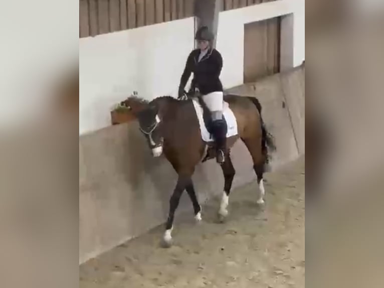 Holsteiner Hongre 15 Ans 175 cm Bai in Gilserberg