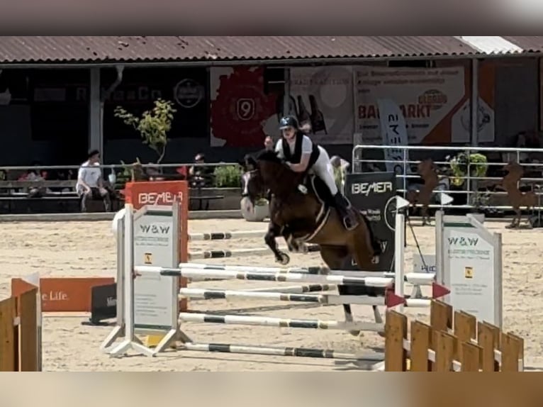 Holsteiner Hongre 15 Ans 175 cm Bai in Gilserberg