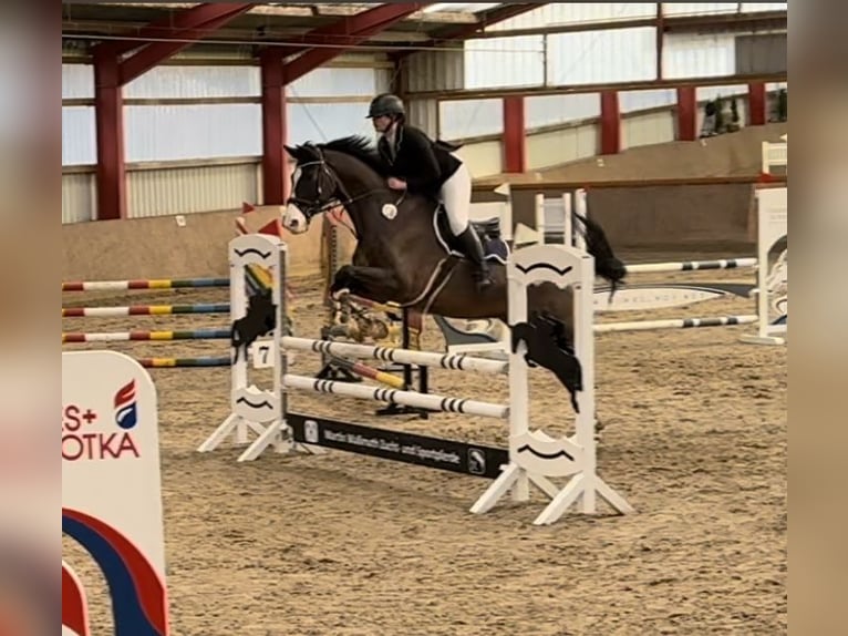 Holsteiner Hongre 15 Ans 175 cm Bai in Gilserberg