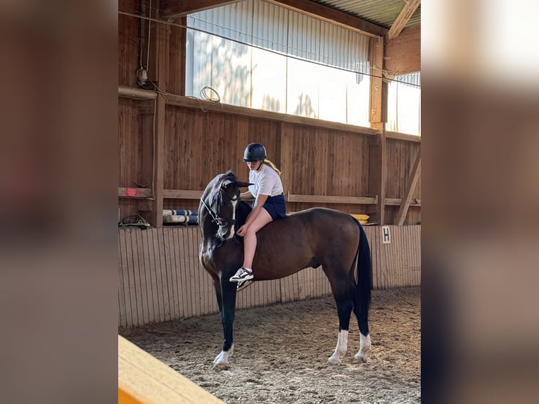 Holsteiner Hongre 15 Ans 175 cm Bai in Gilserberg