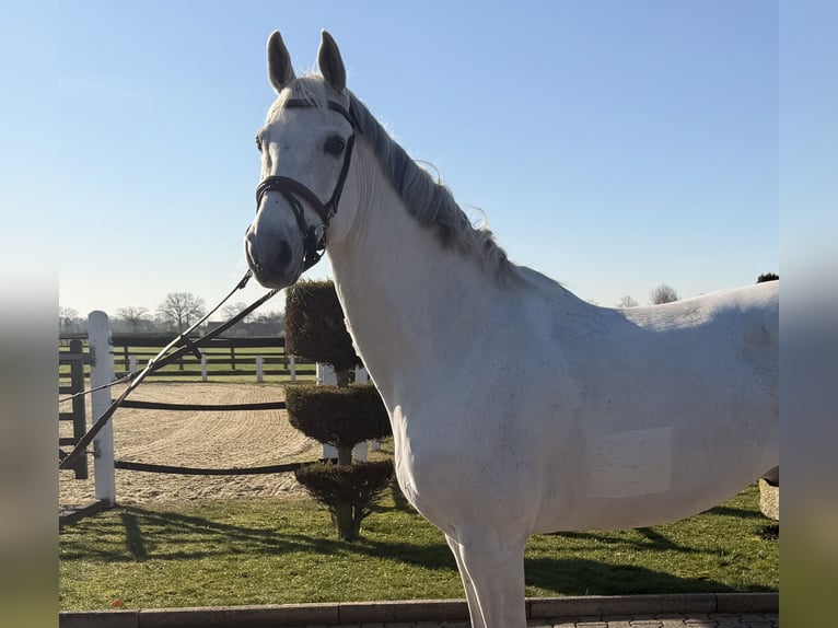 Holsteiner Hongre 15 Ans 175 cm Gris in Nordwalde