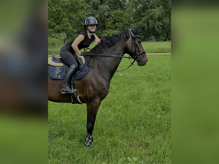 Holsteiner Hongre 15 Ans 177 cm Bai brun foncé in Freiberg am Neckar