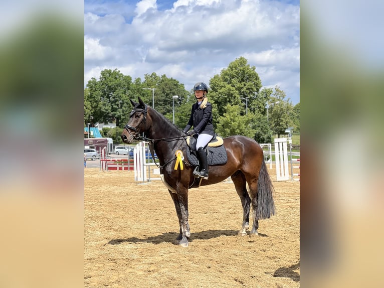 Holsteiner Hongre 15 Ans 177 cm Bai brun foncé in Freiberg am Neckar