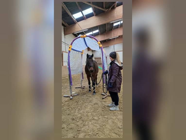 Holsteiner Hongre 16 Ans 160 cm Bai brun in Bad Wildungen