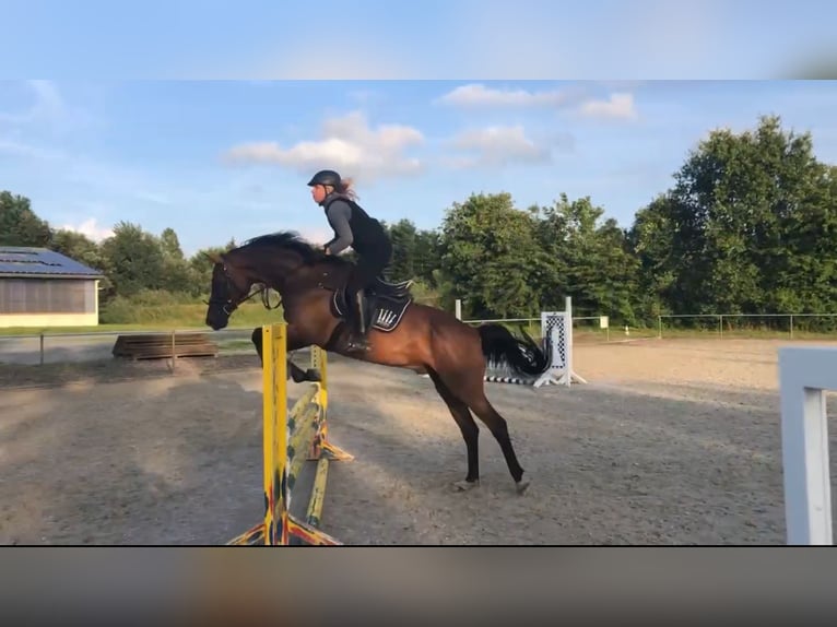 Holsteiner Hongre 16 Ans 165 cm Bai in Großenwiehe