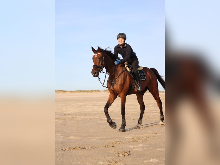 Holsteiner Hongre 16 Ans 165 cm Bai in Großenwiehe