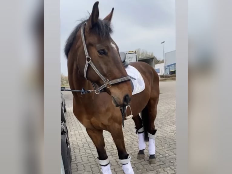 Holsteiner Hongre 16 Ans 167 cm Bai in Greifswald