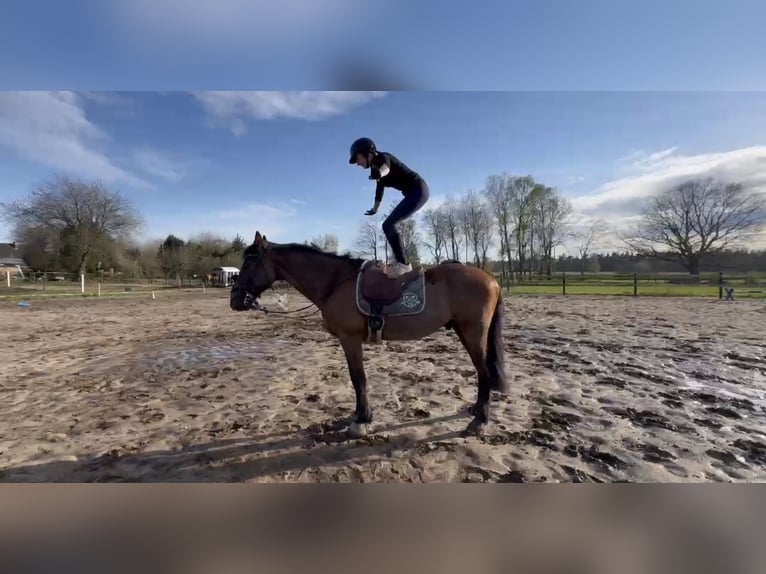 Holsteiner Hongre 16 Ans 167 cm Bai in Greifswald