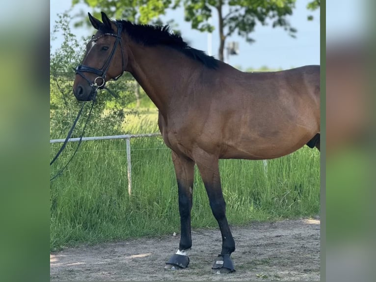 Holsteiner Hongre 16 Ans 167 cm Bai in Greifswald