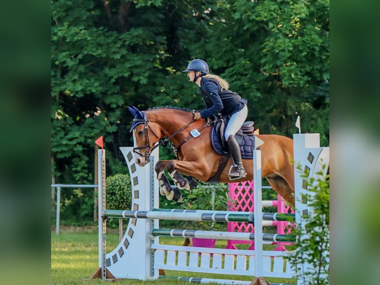 Holsteiner Hongre 16 Ans 167 cm Bai in Gardelegen