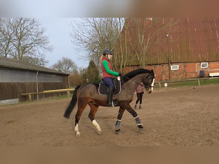 Holsteiner Hongre 16 Ans 168 cm Bai in Zarpen