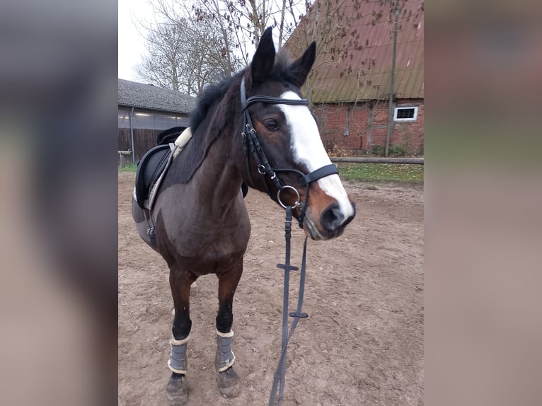 Holsteiner Hongre 16 Ans 168 cm Bai in Zarpen