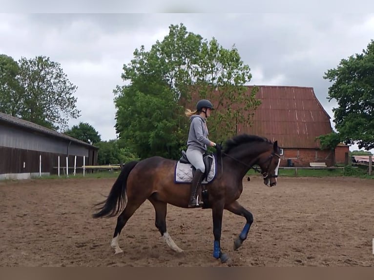 Holsteiner Hongre 16 Ans 168 cm Bai in Zarpen