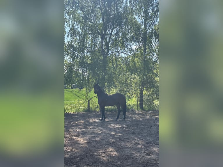 Holsteiner Hongre 16 Ans 168 cm Bai in Duderstadt