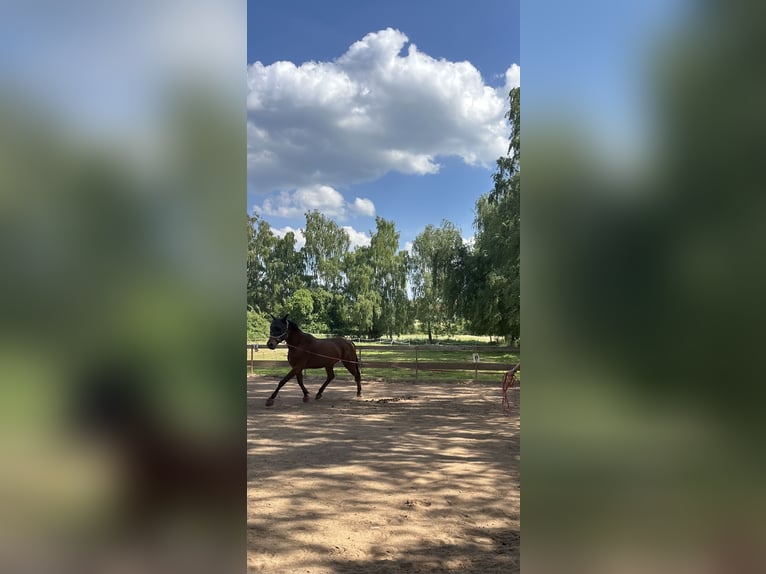 Holsteiner Hongre 16 Ans 168 cm Bai in Duderstadt