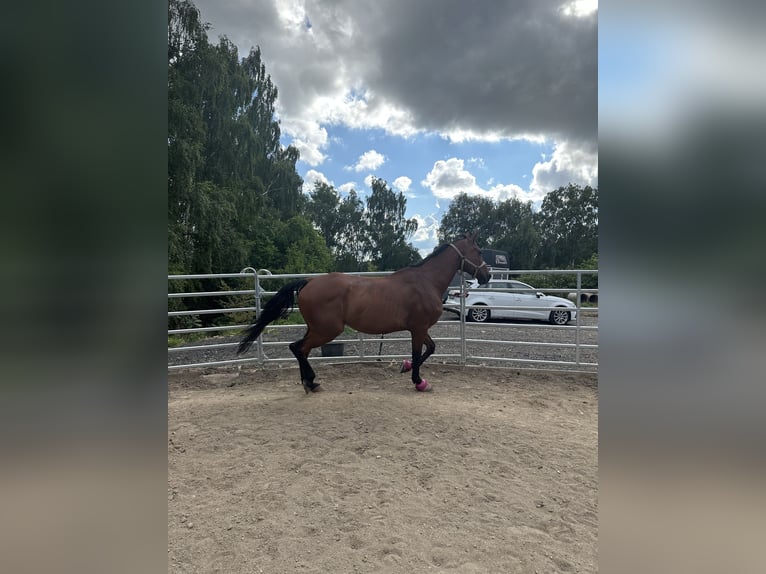 Holsteiner Hongre 16 Ans 168 cm Bai in Duderstadt