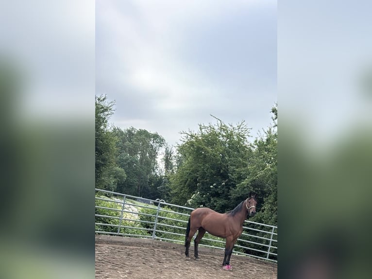 Holsteiner Hongre 16 Ans 168 cm Bai in Duderstadt