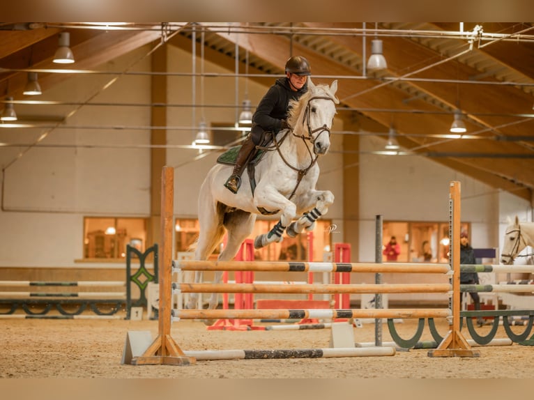 Holsteiner Hongre 16 Ans 168 cm Gris in Hohenlohe