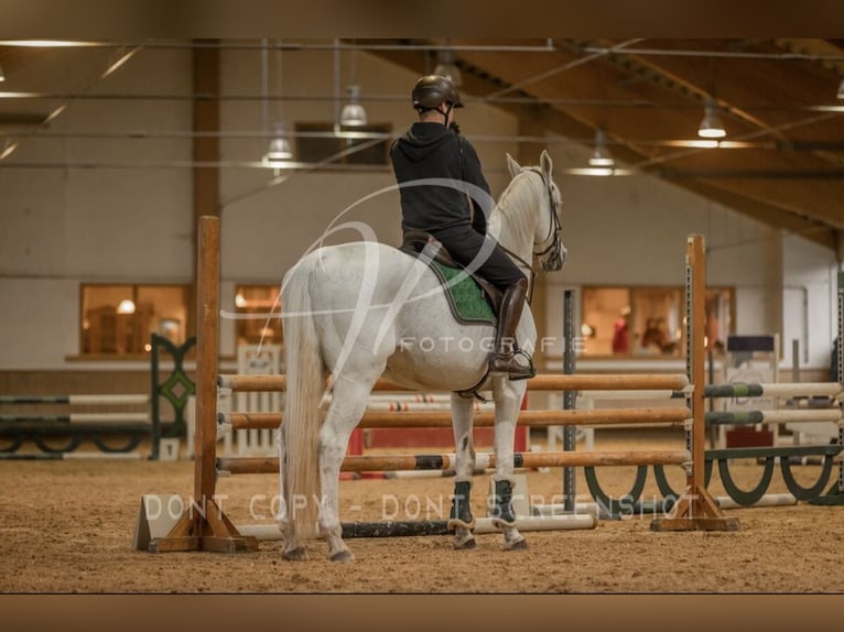 Holsteiner Hongre 16 Ans 168 cm Gris in Hohenlohe