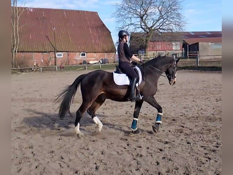 Holsteiner Hongre 16 Ans 169 cm Bai in Zarpen