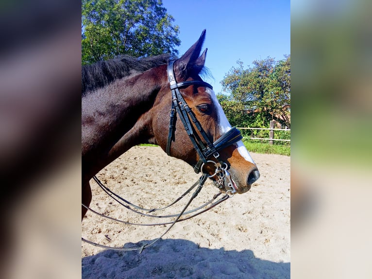 Holsteiner Hongre 16 Ans 169 cm Bai in Zarpen