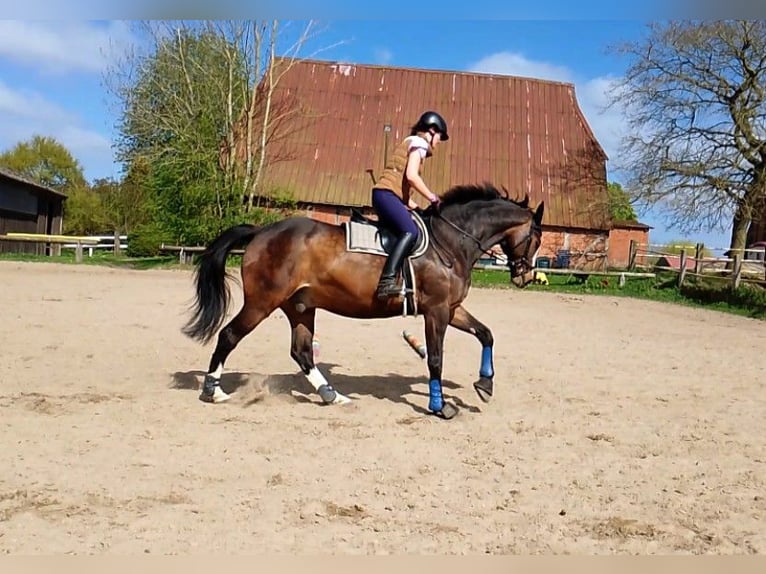 Holsteiner Hongre 16 Ans 169 cm Bai in Zarpen