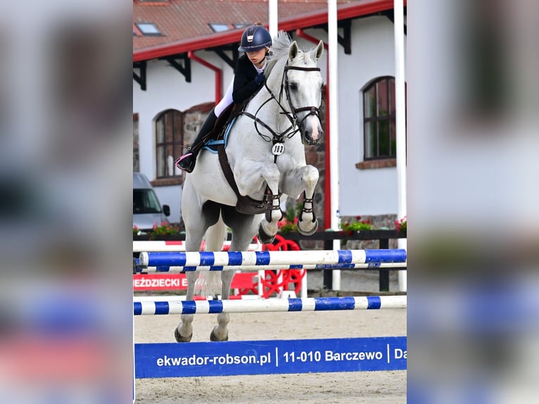 Holsteiner Hongre 16 Ans 170 cm Gris in Izabelin-Dziekanówek