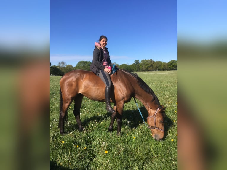 Holsteiner Hongre 16 Ans 171 cm Bai in Osterhever