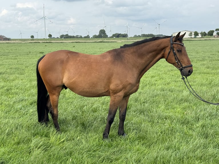Holsteiner Hongre 16 Ans 173 cm Bai in Kaiser-Wilhelm-Koog