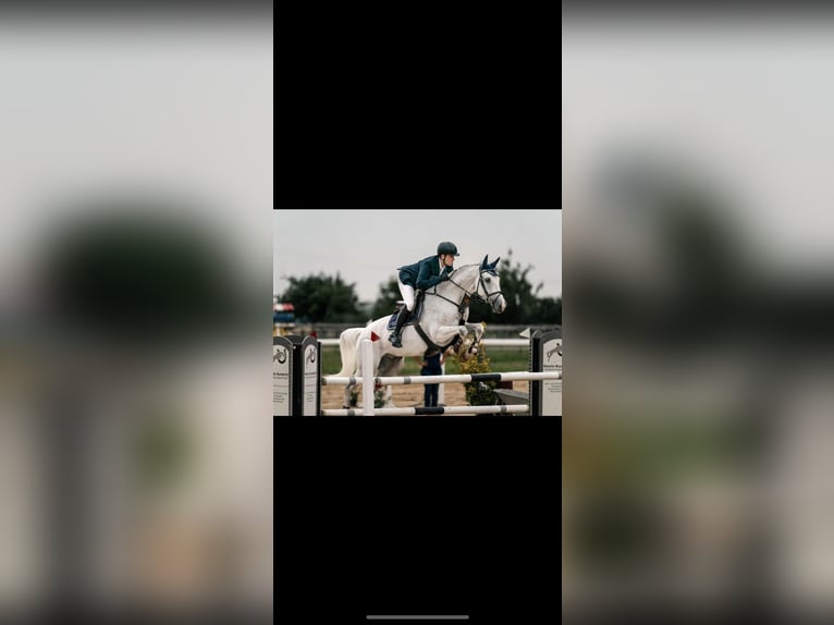 Holsteiner Hongre 16 Ans 173 cm Gris in Rommerskirchen