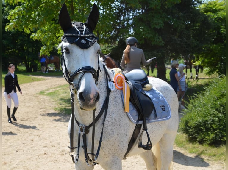 Holsteiner Hongre 16 Ans 173 cm Gris moucheté in Neuss