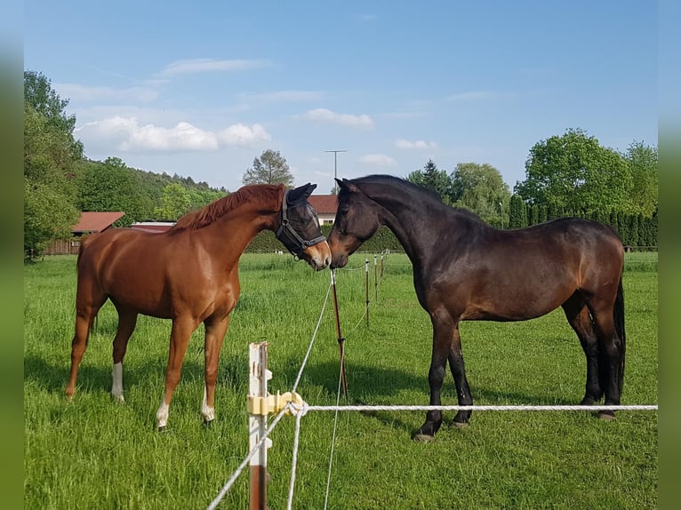 Holsteiner Hongre 16 Ans 174 cm Bai brun in Obernburg am Main