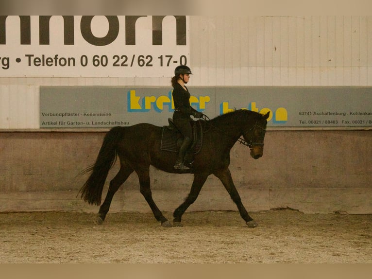 Holsteiner Hongre 16 Ans 174 cm Bai brun in Obernburg am Main