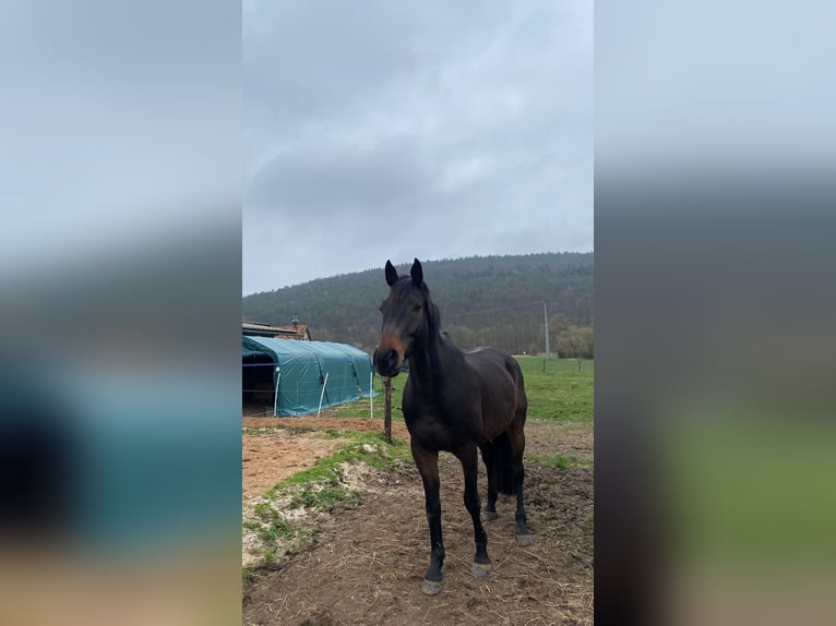 Holsteiner Hongre 16 Ans 174 cm Bai brun in Obernburg am Main