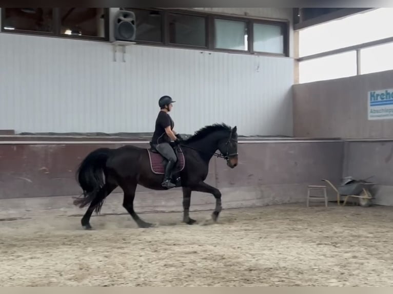 Holsteiner Hongre 16 Ans 174 cm Bai brun in Obernburg am Main