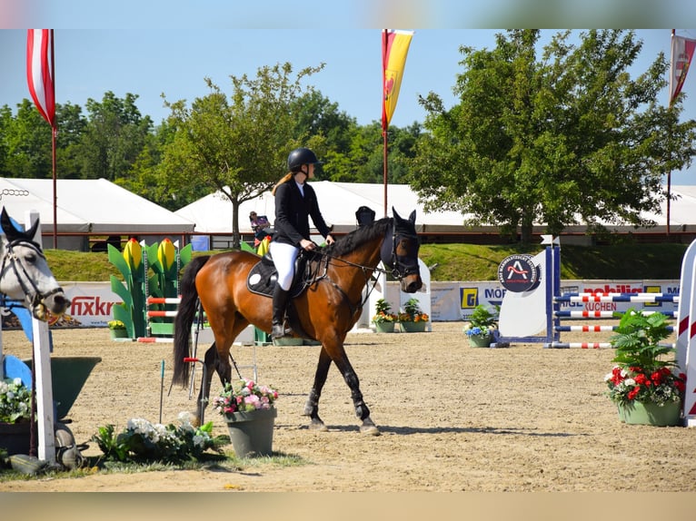 Holsteiner Hongre 16 Ans 174 cm Bai in Gols
