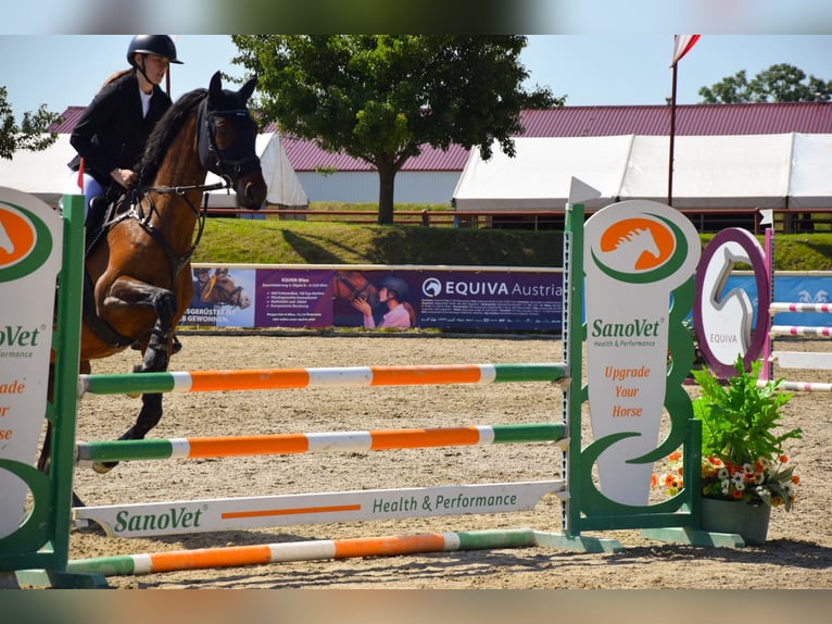 Holsteiner Hongre 16 Ans 174 cm Bai in Gols