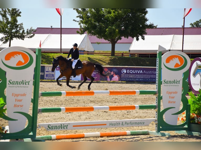 Holsteiner Hongre 16 Ans 174 cm Bai in Gols