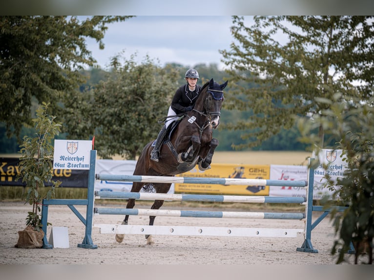 Holsteiner Hongre 16 Ans 175 cm Bai brun foncé in Melle