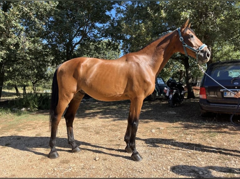 Holsteiner Croisé Hongre 16 Ans 175 cm Bai clair in Rovinj, Croatia