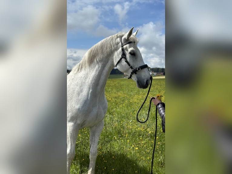 Holsteiner Hongre 16 Ans 175 cm Gris in KirchbergHenndorf