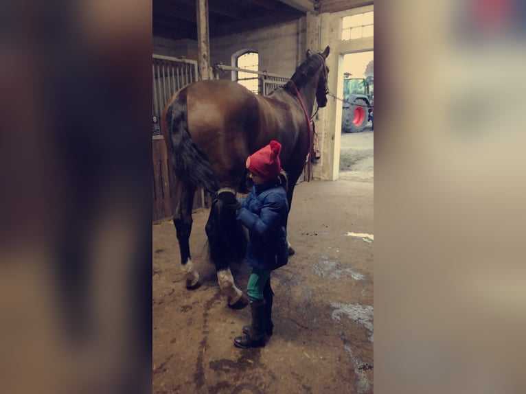 Holsteiner Hongre 16 Ans 176 cm Bai brun in Neustadt in Holstein