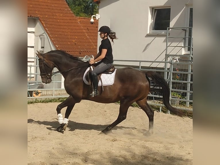 Holsteiner Hongre 16 Ans 176 cm Bai in Lage