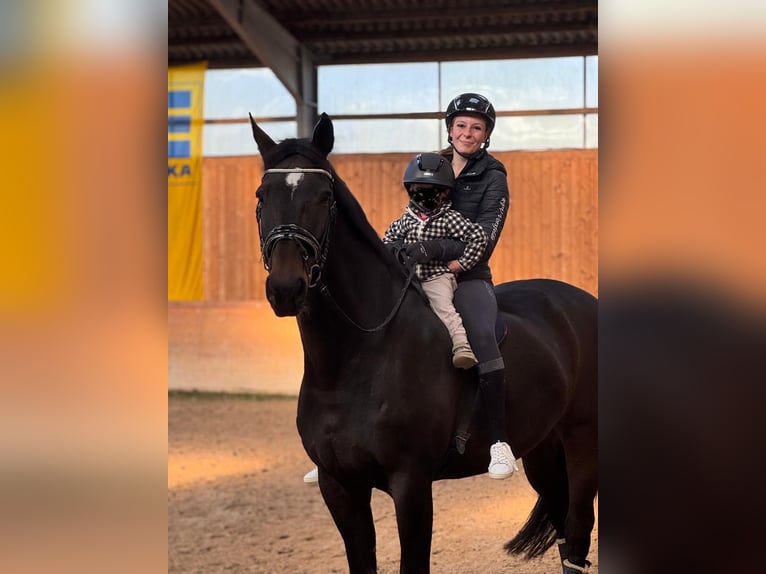Holsteiner Hongre 16 Ans 178 cm Bai brun in Wolfsburg
