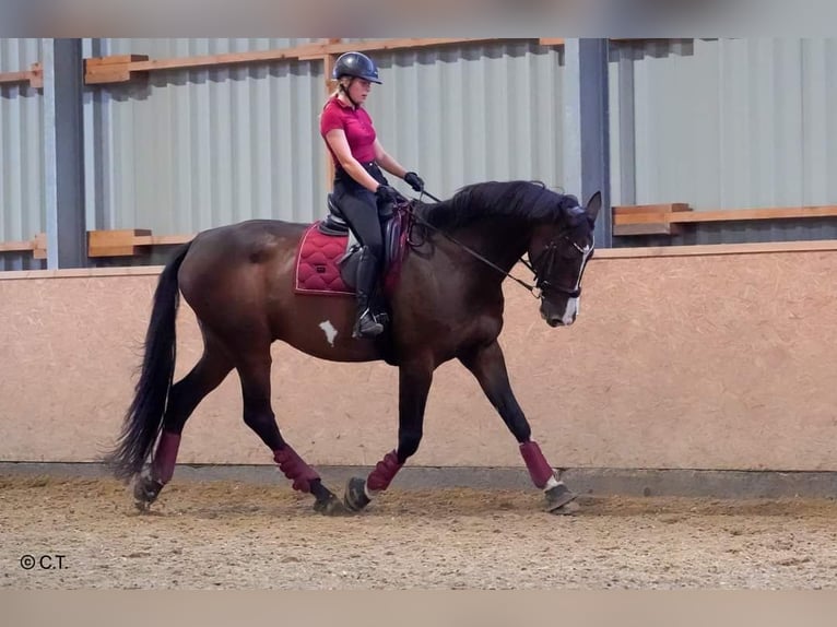 Holsteiner Hongre 16 Ans 183 cm Bai brun in CuxhavenCuxhaven
