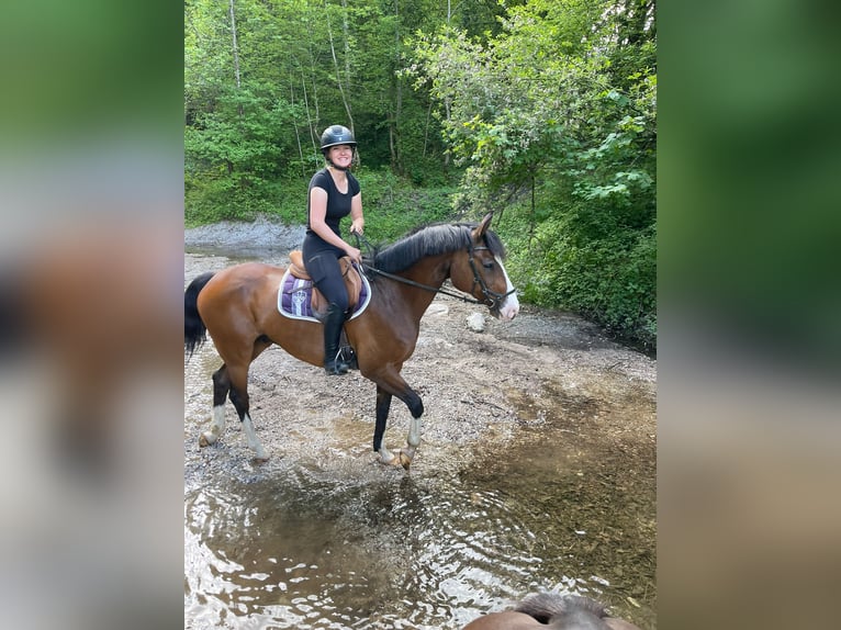 Holsteiner Hongre 17 Ans 165 cm Bai in Wörgl