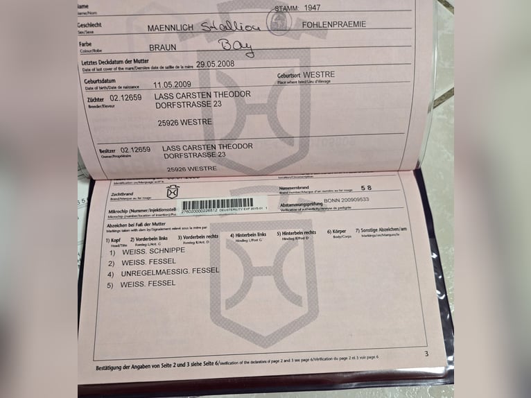 Holsteiner Hongre 17 Ans 170 cm Bai brun in Neuwied