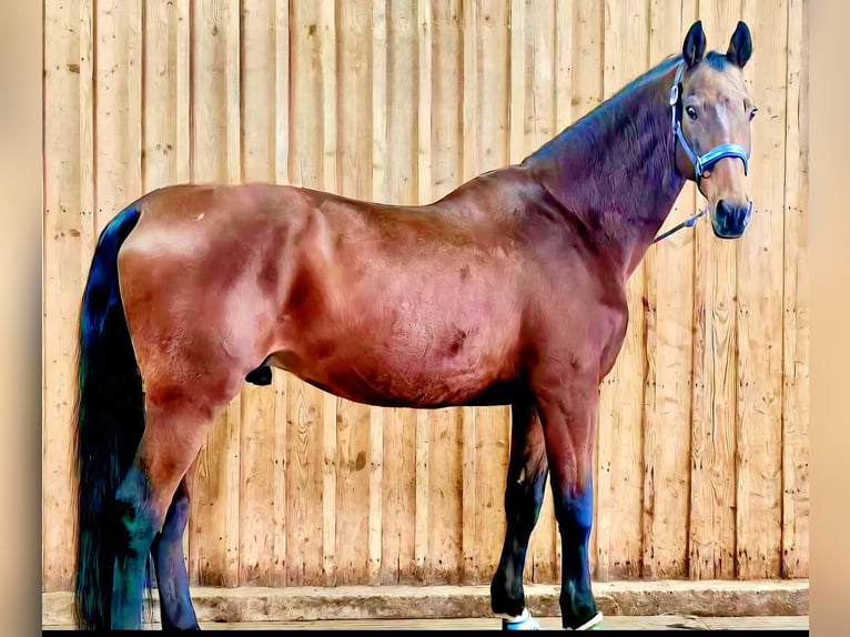 Holsteiner Hongre 17 Ans 170 cm Bai brun in Neuwied