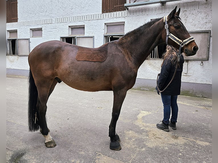 Holsteiner Hongre 17 Ans 170 cm Bai brun in Pleckhausen
